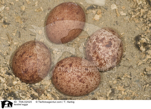 kestrel eggs / THA-02020