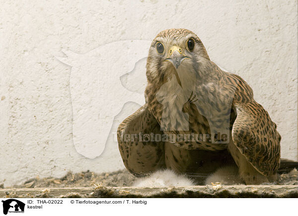 kestrel / THA-02022