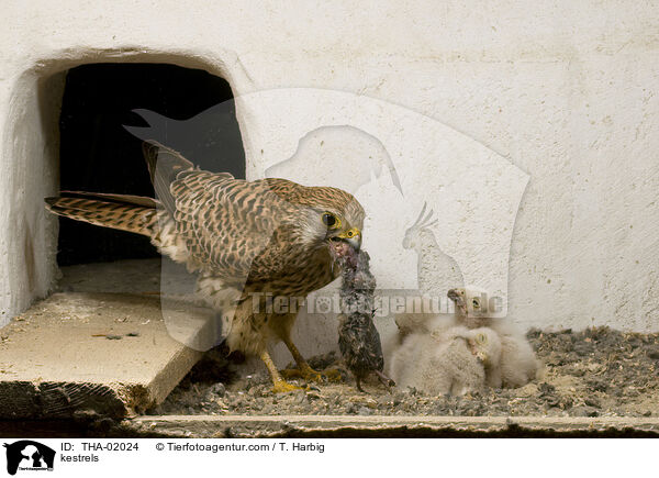 kestrels / THA-02024