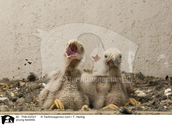 young kestrels / THA-02027