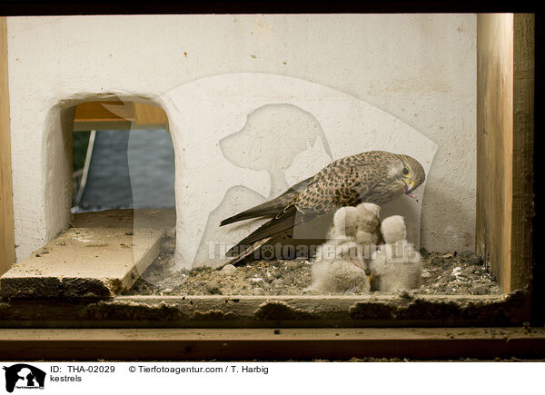 Turmfalken / kestrels / THA-02029