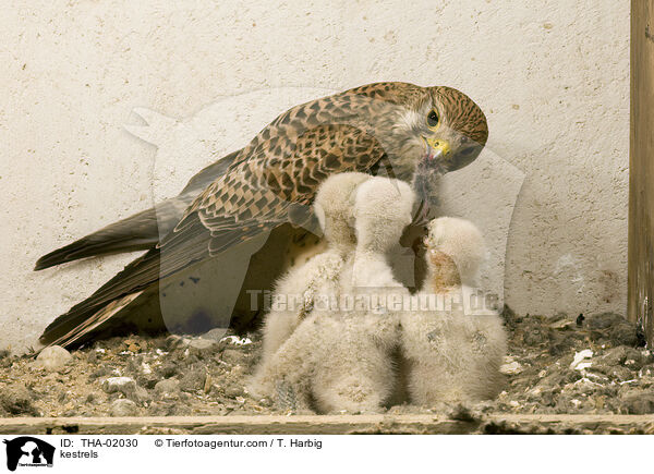 kestrels / THA-02030