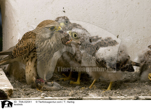Turmfalken / kestrels / THA-02041