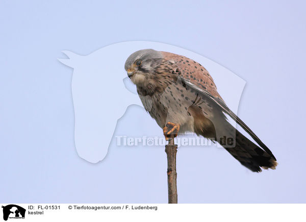 kestrel / FL-01531