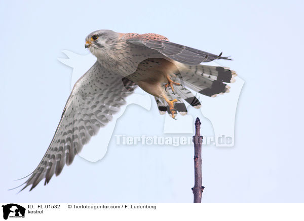 kestrel / FL-01532