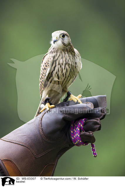 Turmfalke / kestrel / WS-03307