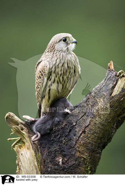 kestrel with prey / WS-03308