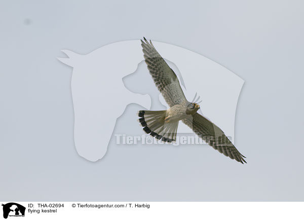 flying kestrel / THA-02694