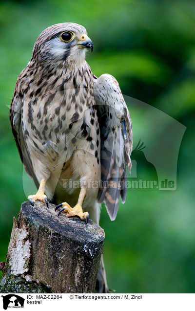 kestrel / MAZ-02264