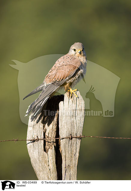 kestrel / WS-03489