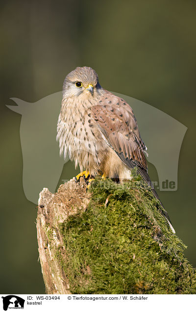 kestrel / WS-03494
