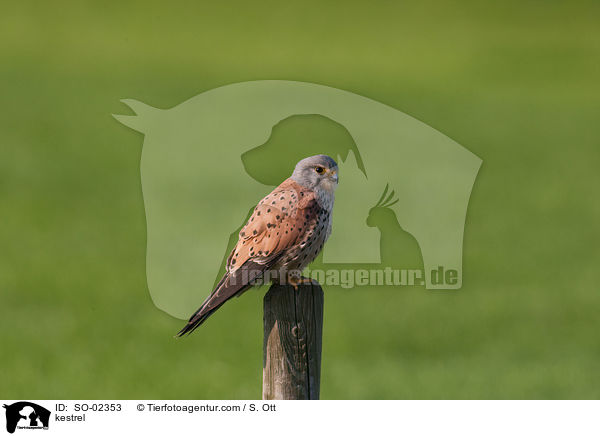 Turmfalke / kestrel / SO-02353