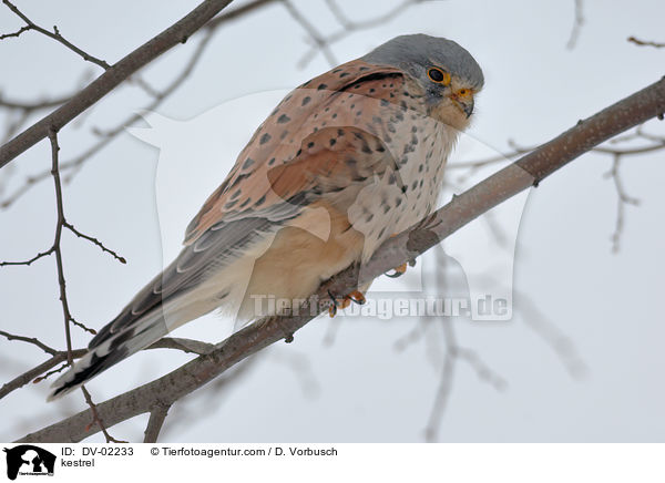 kestrel / DV-02233