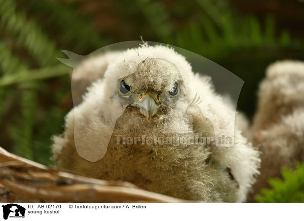 junger Turmfalke / young kestrel / AB-02170