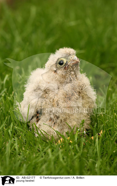 junger Turmfalke / young kestrel / AB-02177