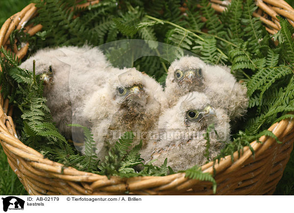 kestrels / AB-02179