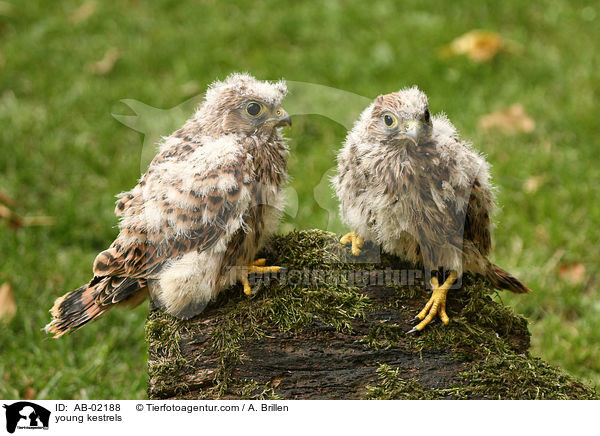 young kestrels / AB-02188