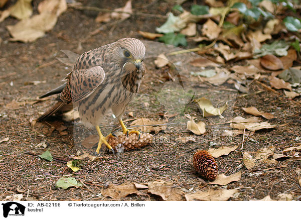 kestrel / AB-02196