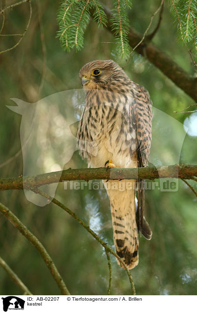 Turmfalke / kestrel / AB-02207