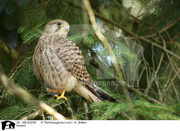 Turmfalke / kestrel / AB-02208