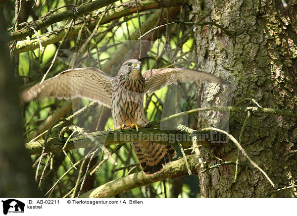 kestrel / AB-02211