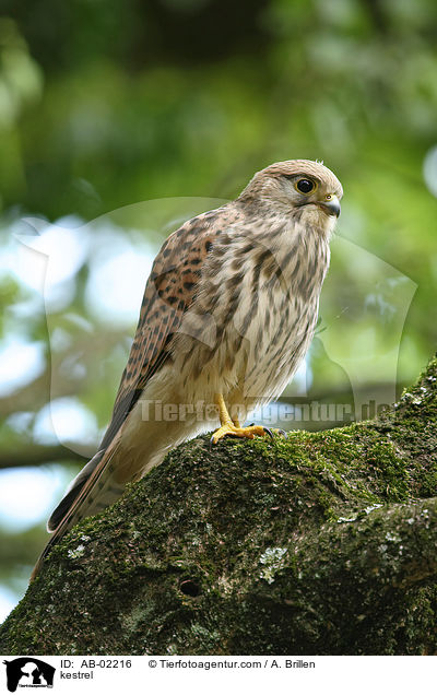 Turmfalke / kestrel / AB-02216