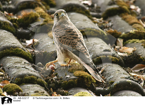 Turmfalke / kestrel / AB-02217
