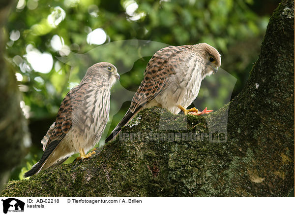 kestrels / AB-02218