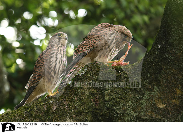 kestrels / AB-02219