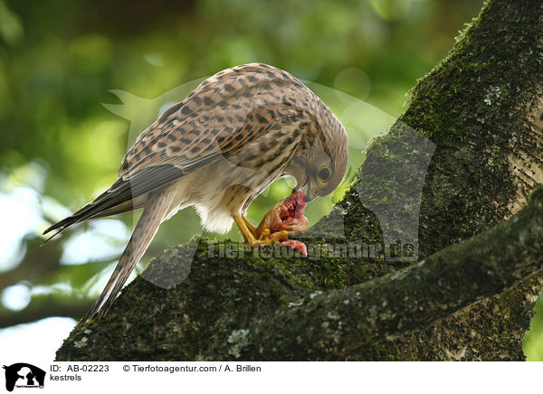 kestrels / AB-02223