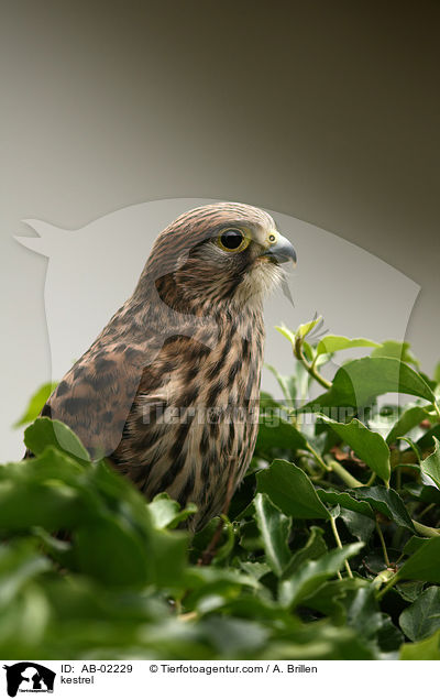 kestrel / AB-02229