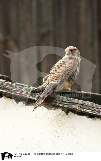 kestrel / AB-02236