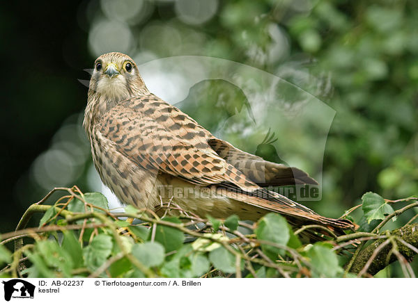 Turmfalke / kestrel / AB-02237