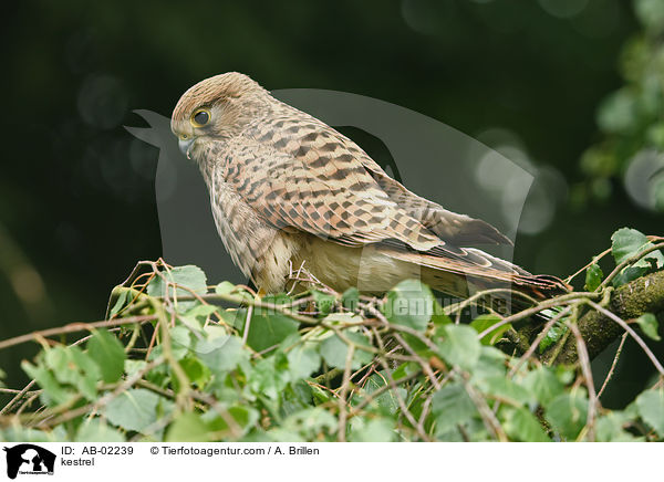 kestrel / AB-02239