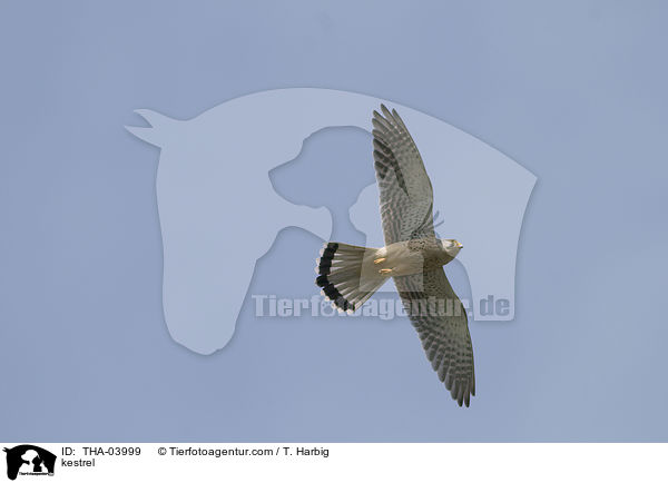 kestrel / THA-03999