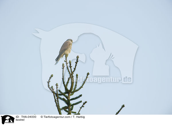 kestrel / THA-04000