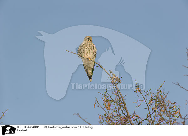 kestrel / THA-04001