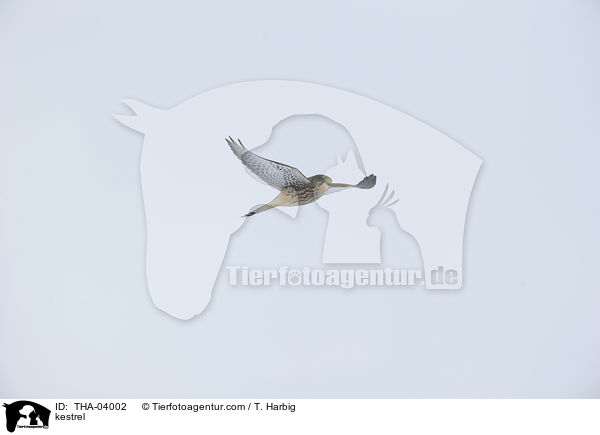 kestrel / THA-04002
