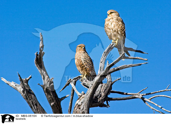 kestrels / MBS-06164