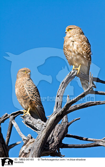 kestrels / MBS-06165