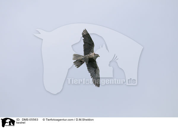 kestrel / DMS-05563
