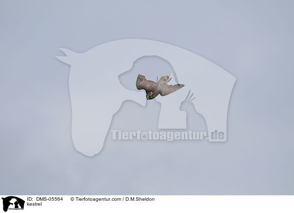 kestrel / DMS-05564
