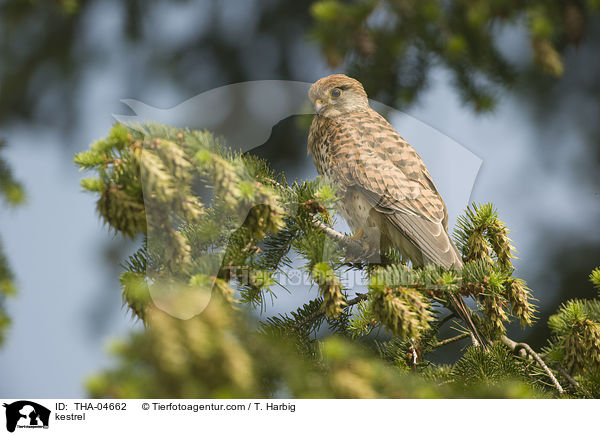 kestrel / THA-04662