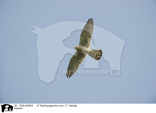 kestrel / THA-04663