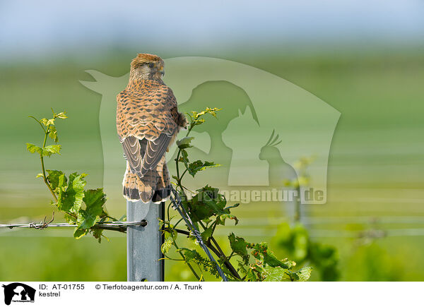 kestrel / AT-01755