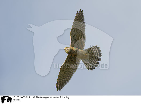 kestrel / THA-05315