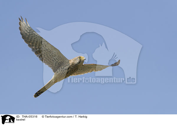 kestrel / THA-05316