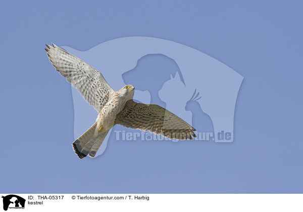 kestrel / THA-05317