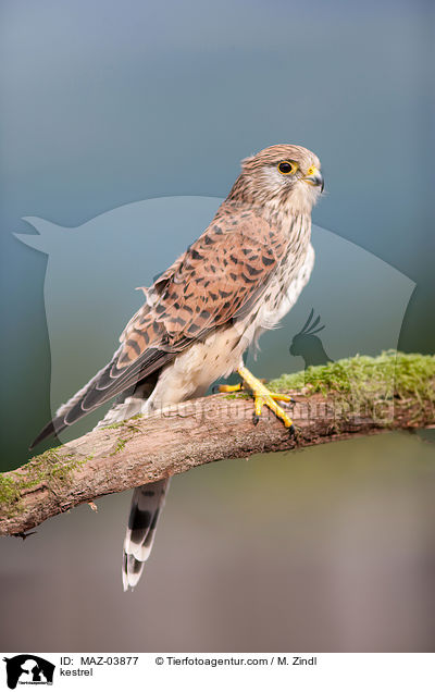 kestrel / MAZ-03877