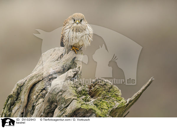 kestrel / DV-02943
